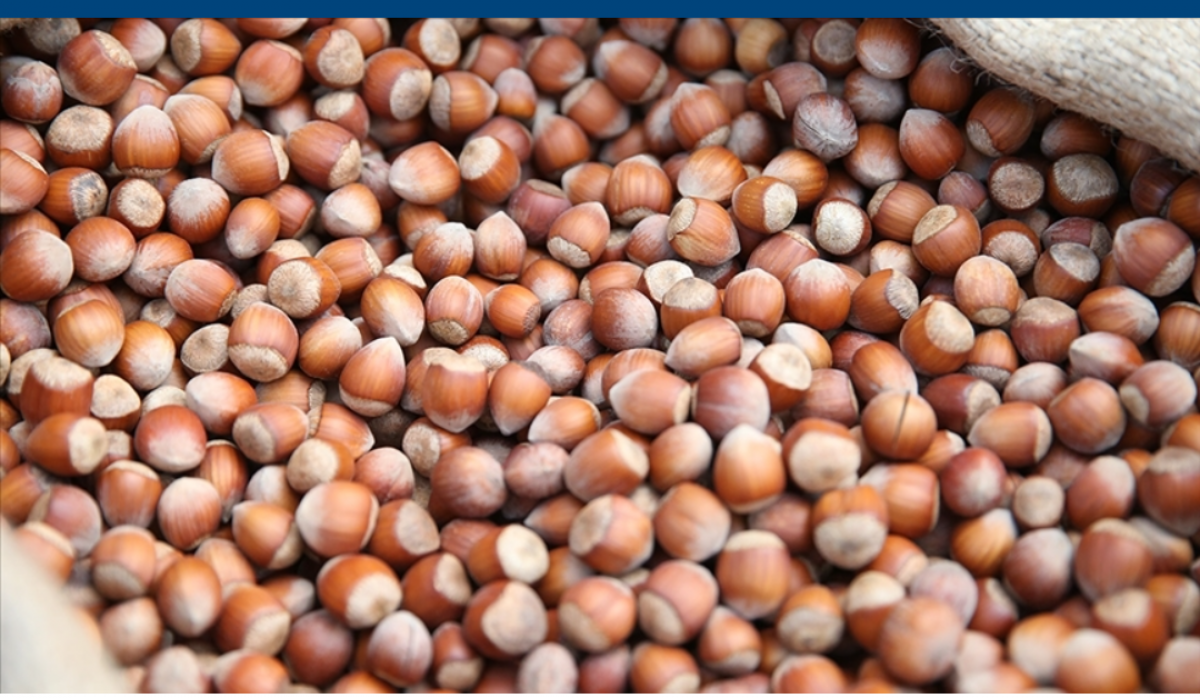 fresh dried Turkish hazelnuts from Turkey
