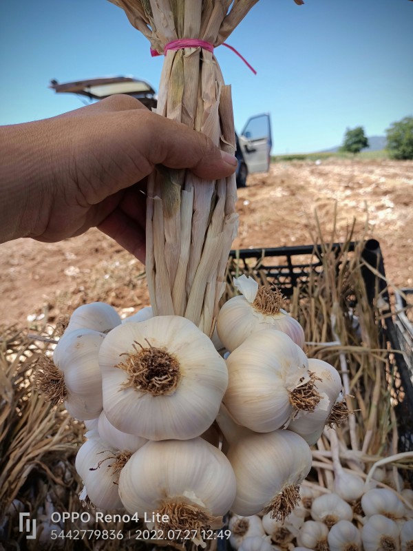 Knoblauch 5.5-7 cal~Türkei-Europa Export from Türkei