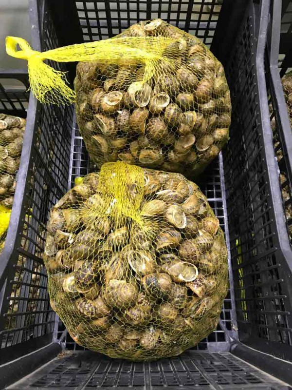 Helix Aspersa Müller from Turkey