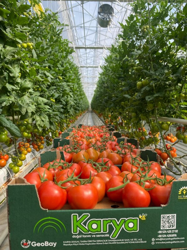 Tomato from Turkey