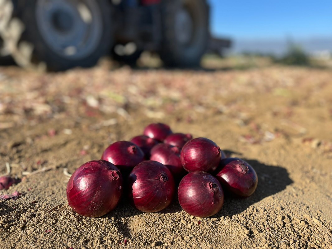 red onion from Turkey