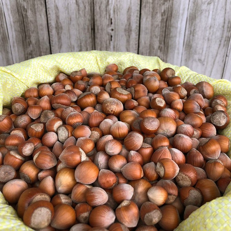 Hazelnuts in Shell from Turkey