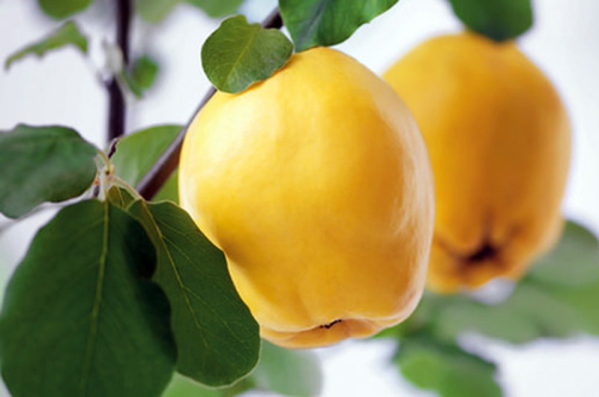 Fresh Geyve Quince from Turkey