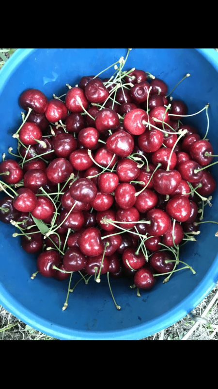 Cherry from Turkey