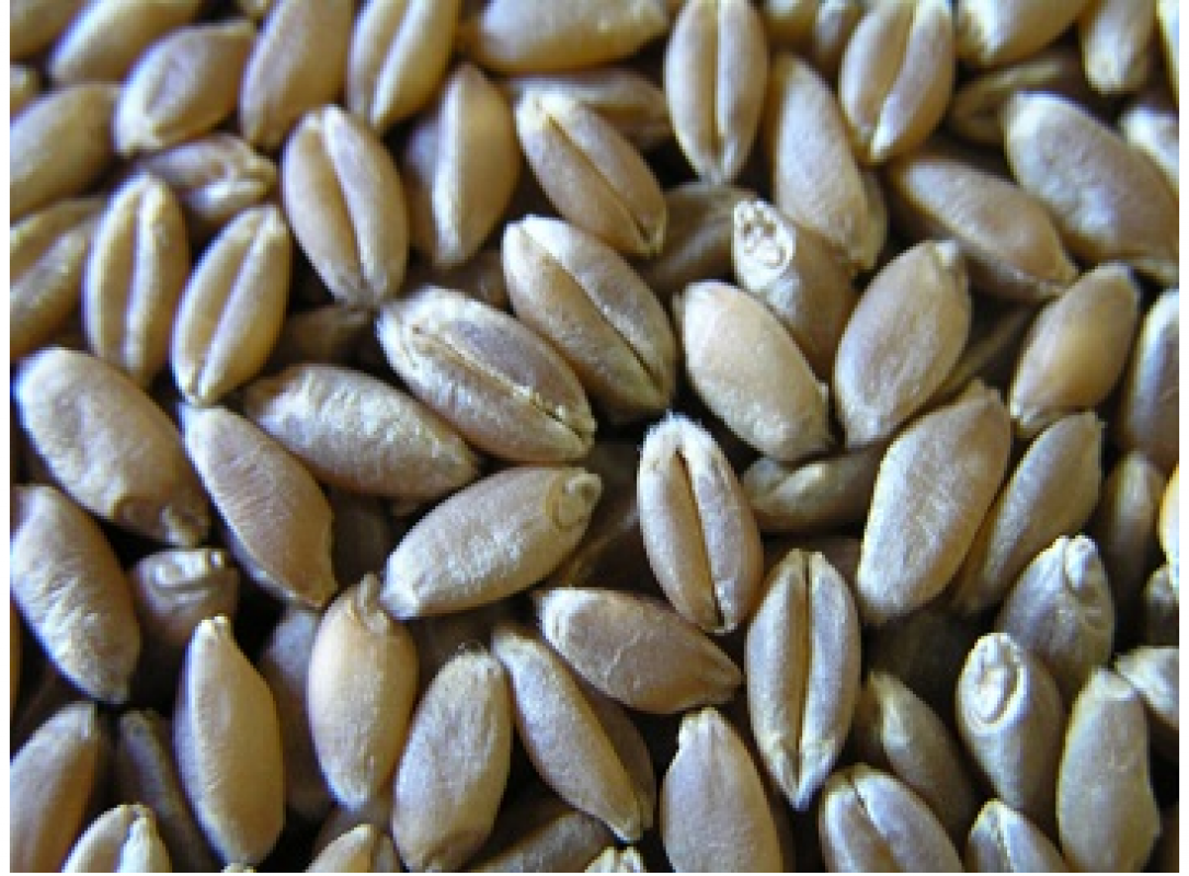 Wheat from Turkey