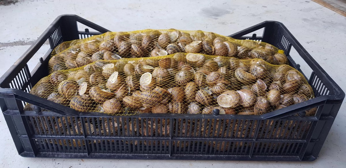 Escargot from Turchia