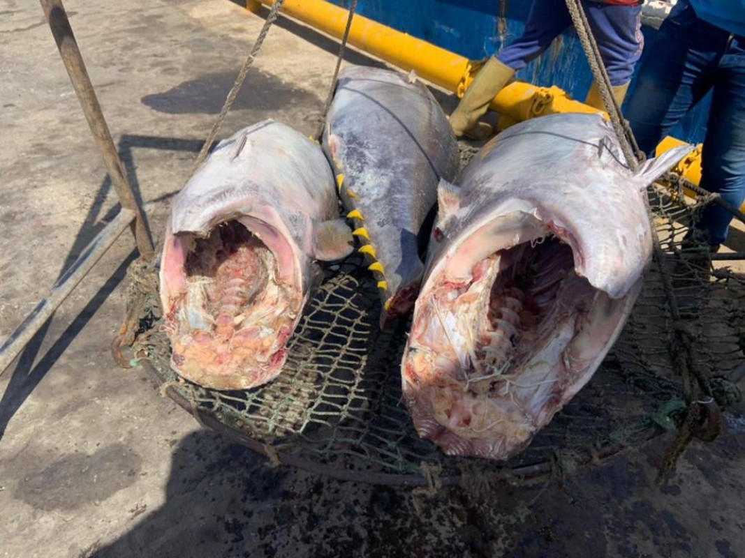 Tuna from Trinidad and Tobago
