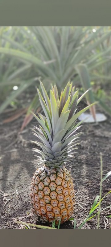 Pineapple from Trinidad e Tobago