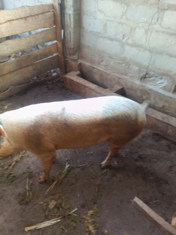 Live pigs from Tanzania