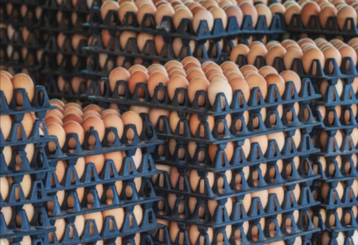 Eggs from Tanzania