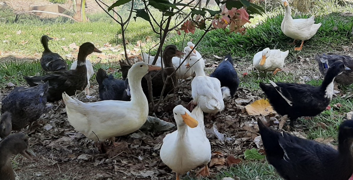Ducks (live or slaughtered) from Tanzania