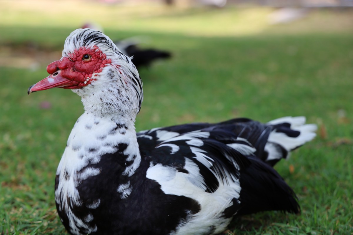 ducks meat from Tanzania