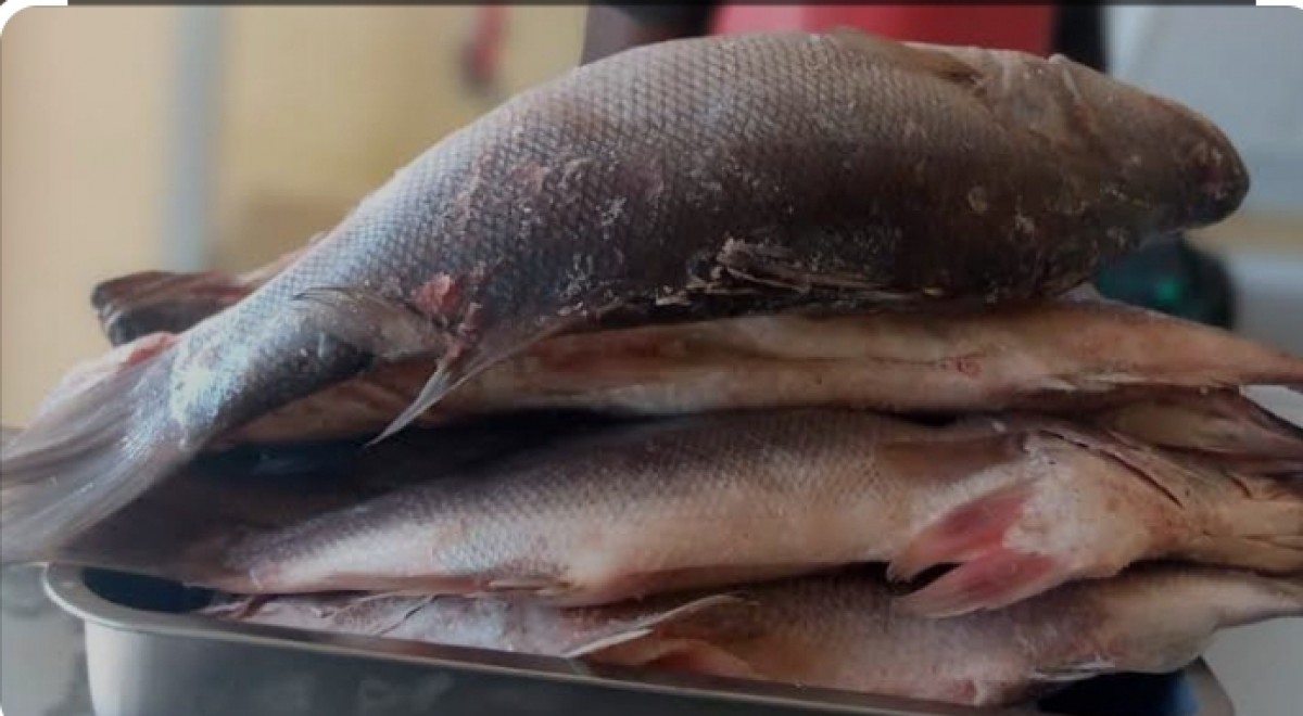 Perch fish ( sangara in Swahili) from Tanzania