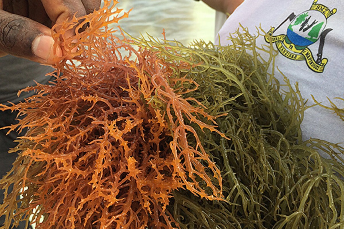 Seaweed from Tanzania