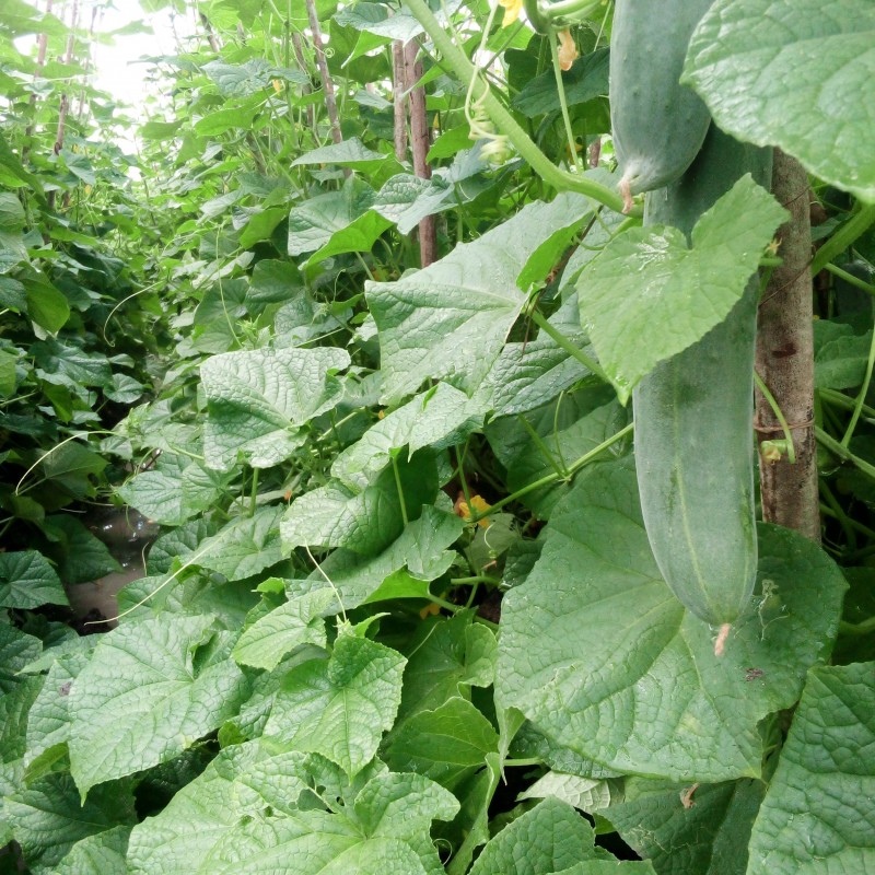 Cocumber from Tanzania