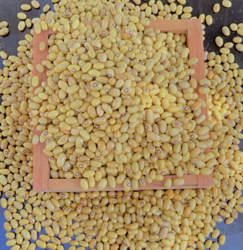 Yellow beans from Tanzania