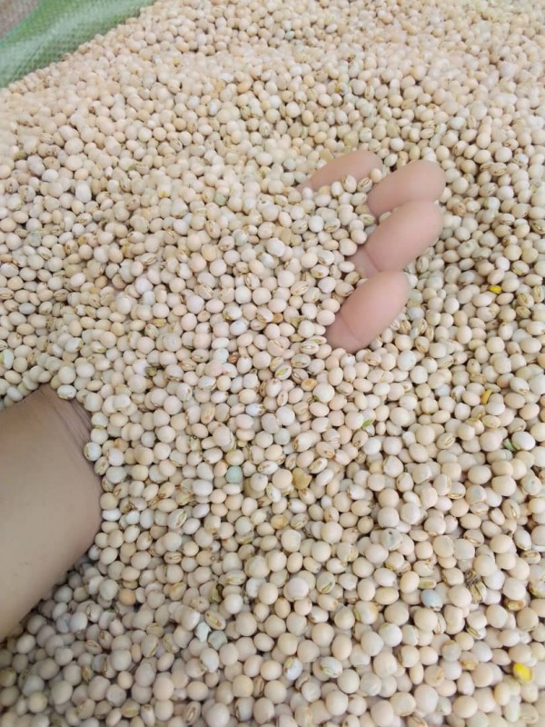 Pigeon Peas from Tanzania