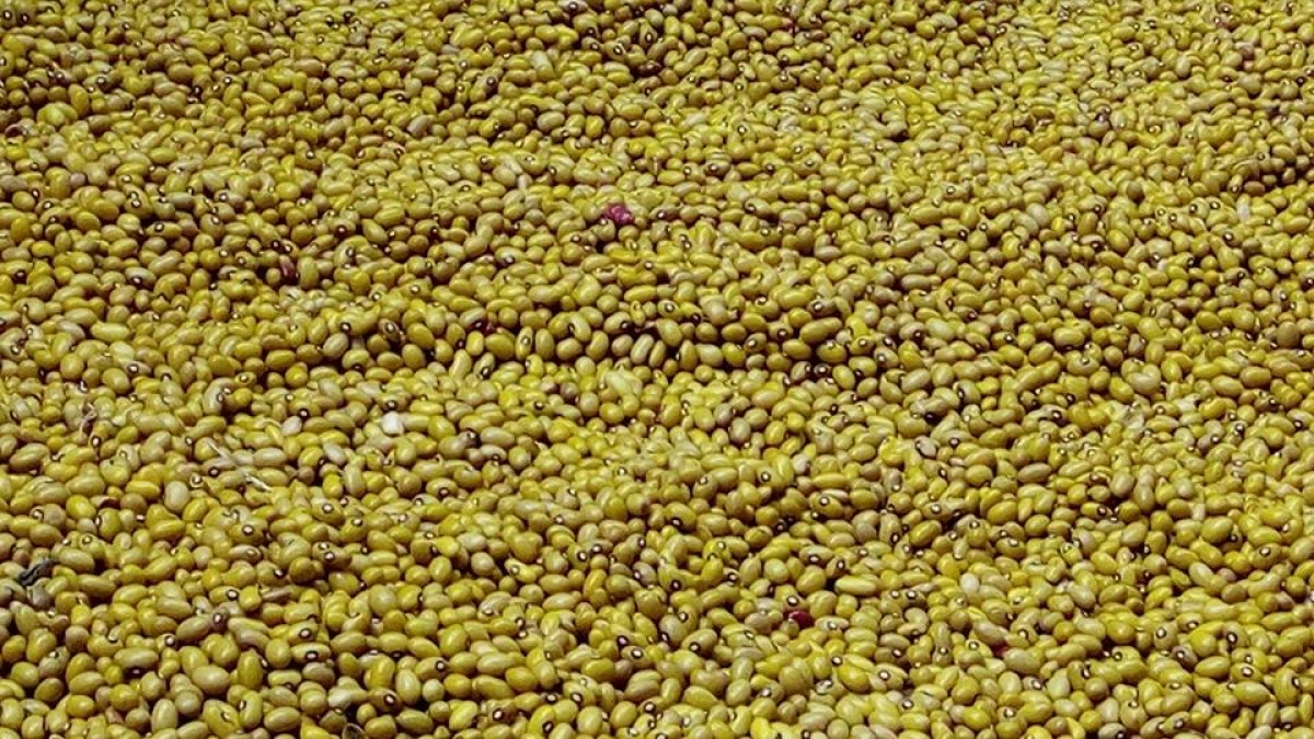 beans from Tanzania
