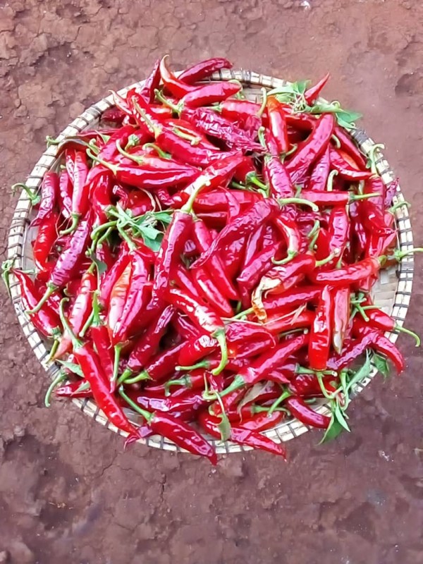 Red chilli from Tanzania