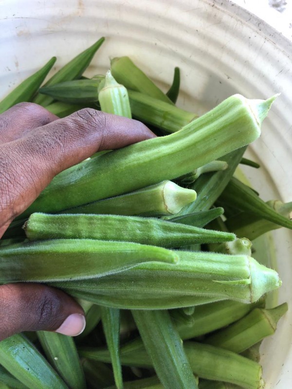 Okra Production from Tanzania