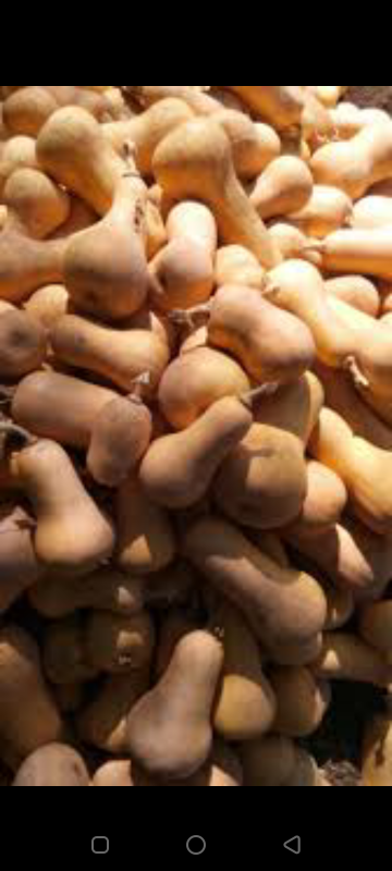Butternut from Tanzania