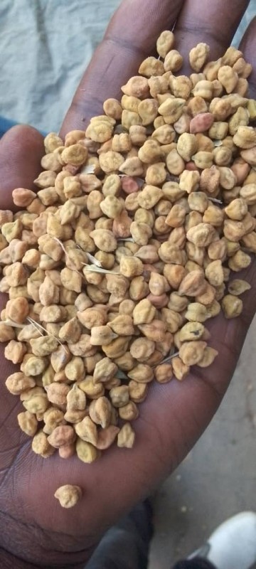 Cheack peas from Tanzania
