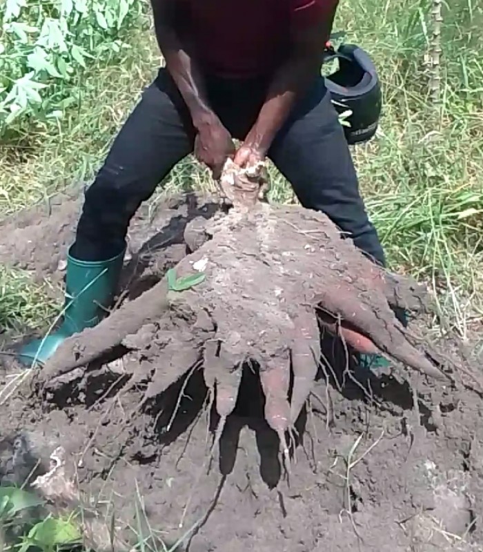 Raw Cassava from Tanzania