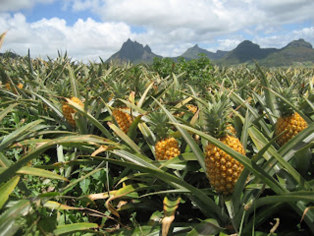 SK-AGRICROPS ENTERPRISES from Tanzania
