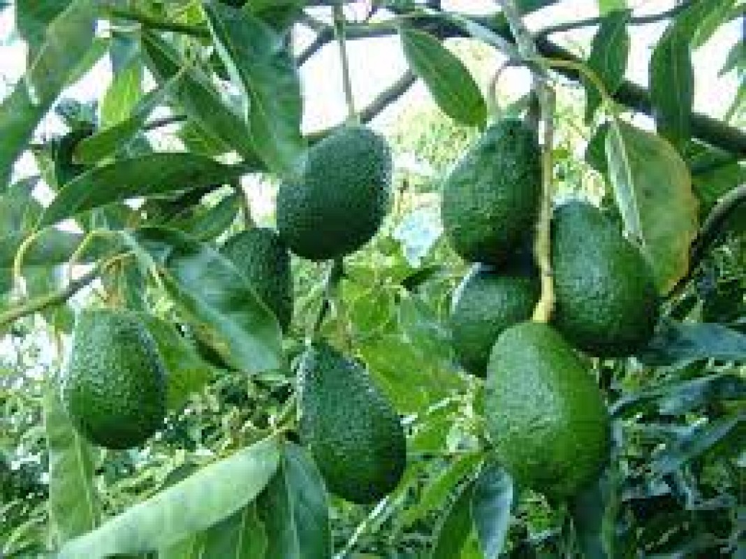 avocado from Tanzania