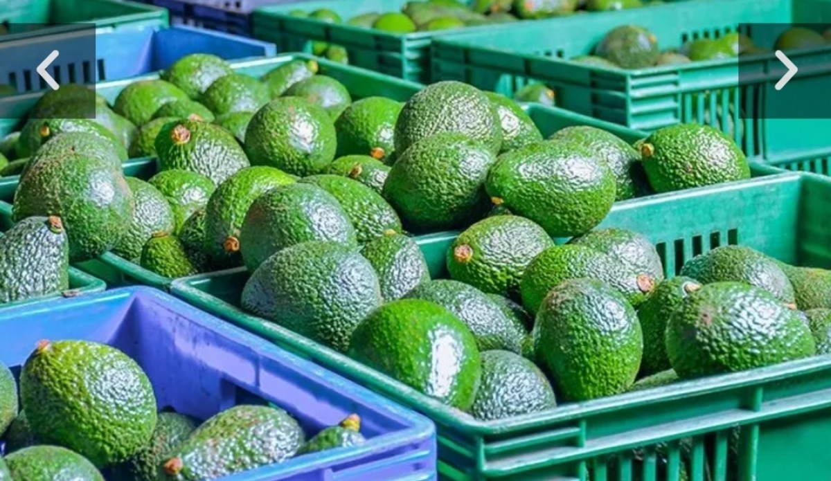avocado from Tanzania