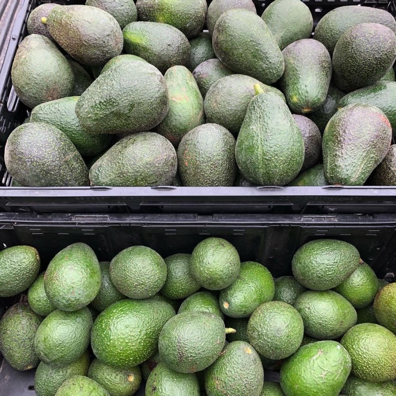 Hass avocados from Tanzania