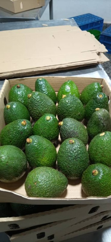 Avocados from Tanzania