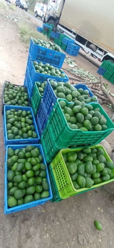 Hass avocados from Tanzania