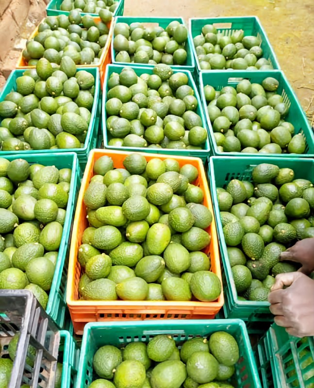 Hass Avocado from Tanzania