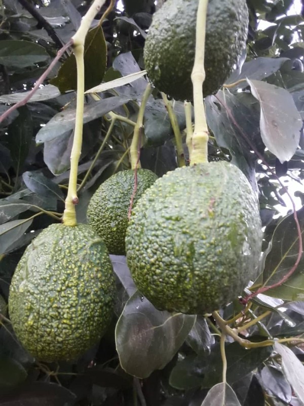 Avocado prducer from Tanzania