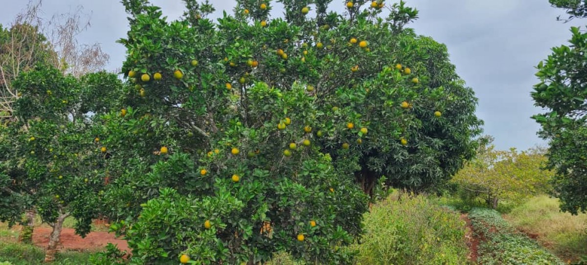 Shambani kwetu from Tanzania