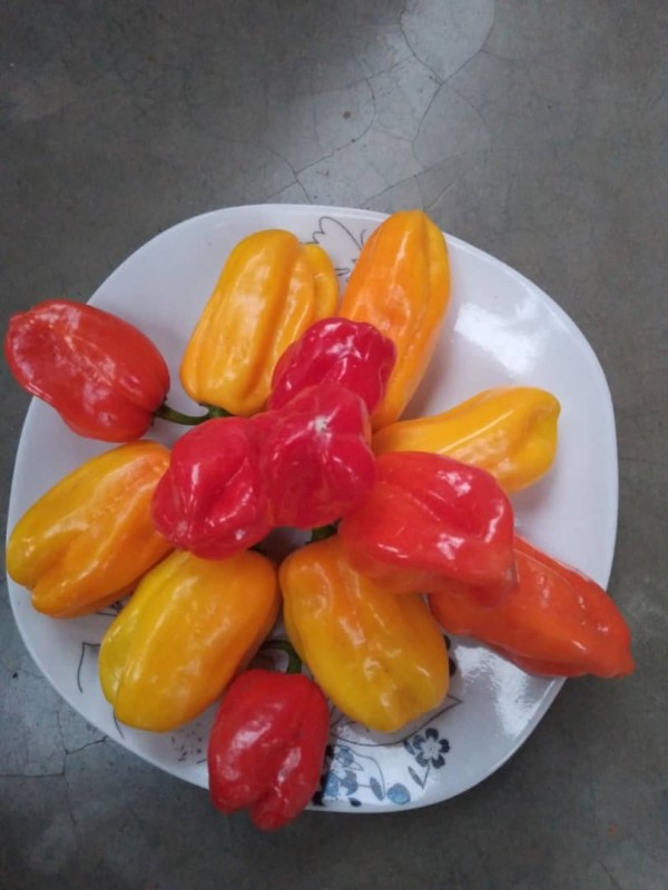 HABANERO CHILI (RED, YELLOW, GREEN) from Tanzania