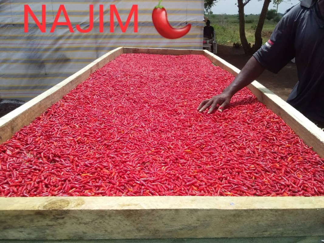 Africans Birds Eye Chills(ABE)' producing from Tanzania