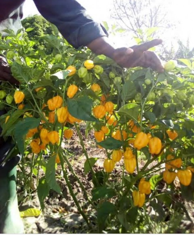 Habanero Chill from Tanzania