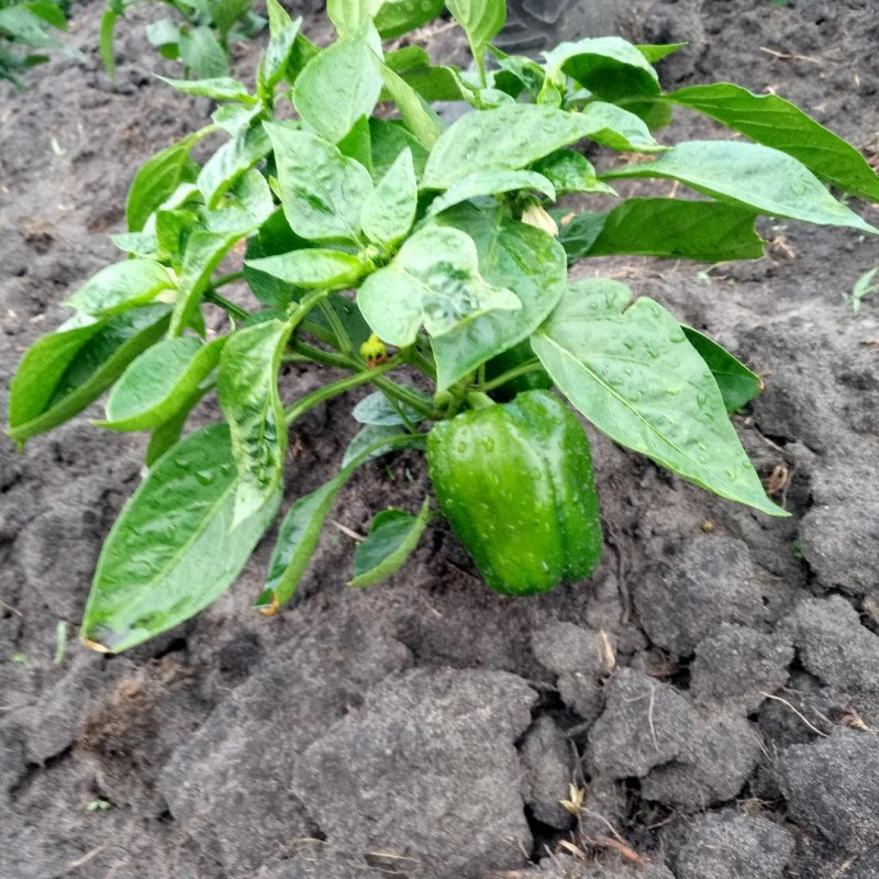 Capsicum from Tanzania