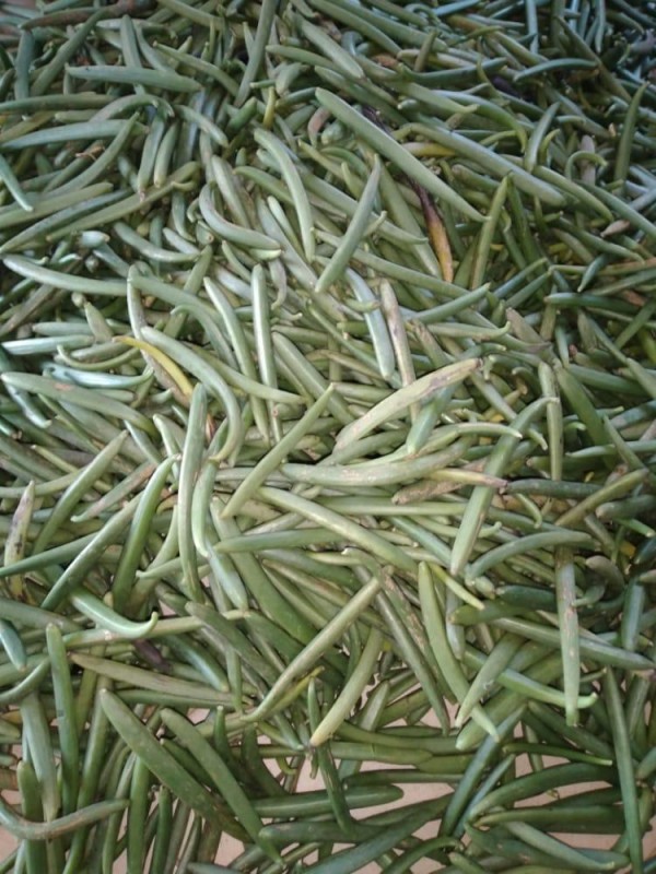 Produtos de baunilha from Tanzânia