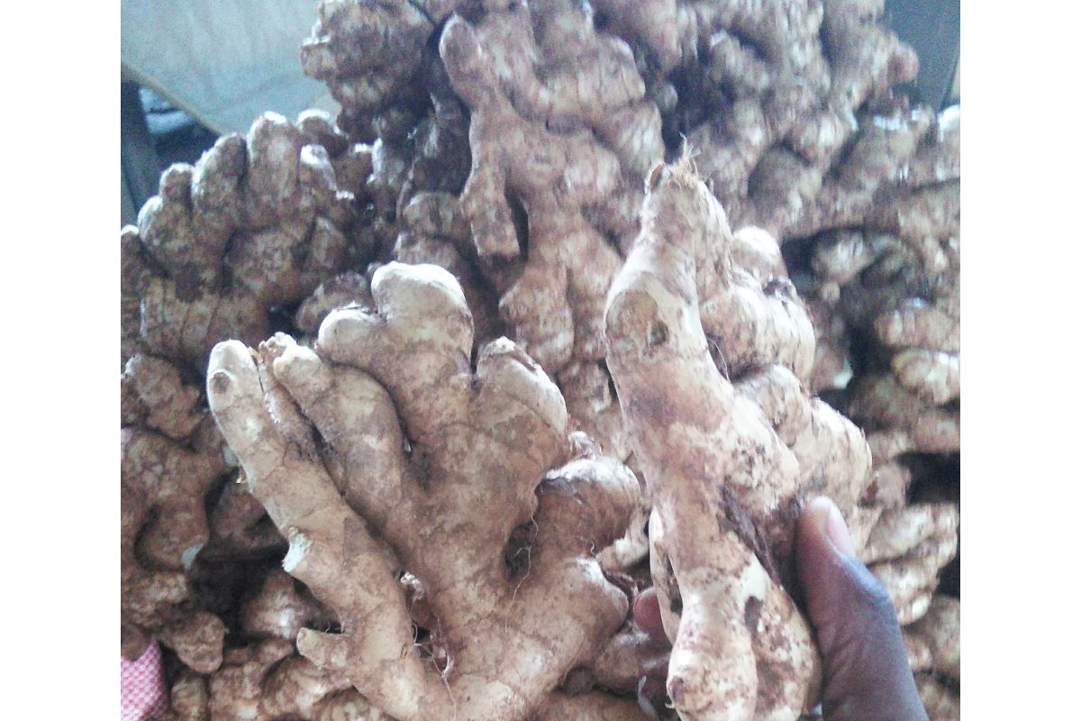 MAGUNGA from Tanzania