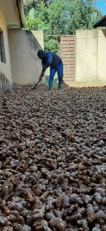 Fresh Ginger from Tanzania
