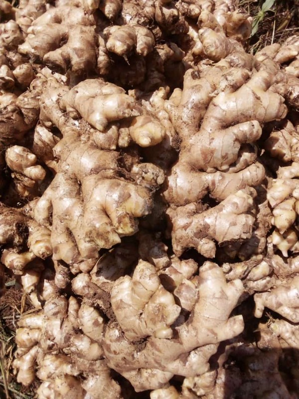 Ginger from Tanzania