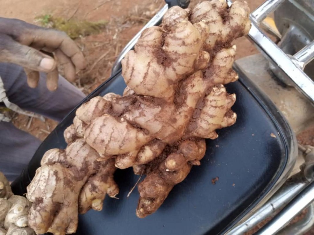 Fresh Ginger from Tanzania