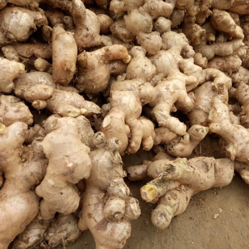 ginger for sale. whatsapp +255742638024 from Tanzania