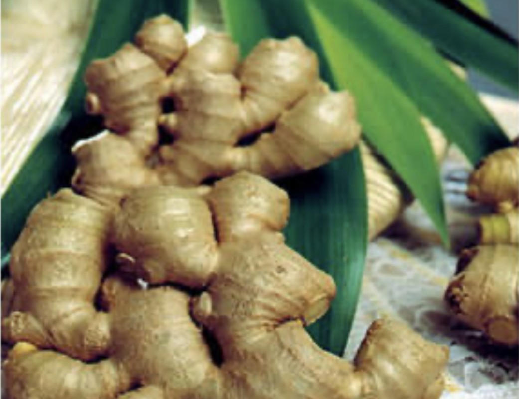 Ginger from Morogoro from Tanzania