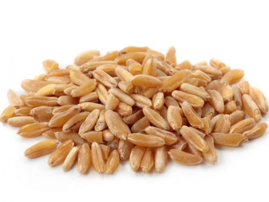 Wheat Grain from Tanzania