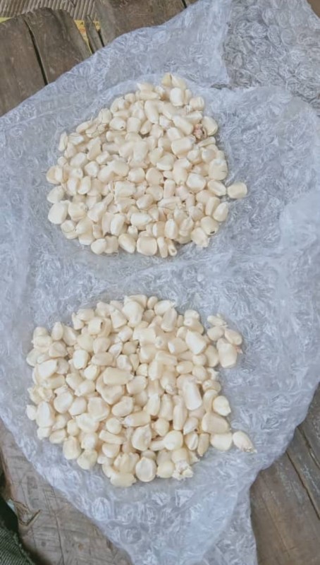 Maize from Tanzania