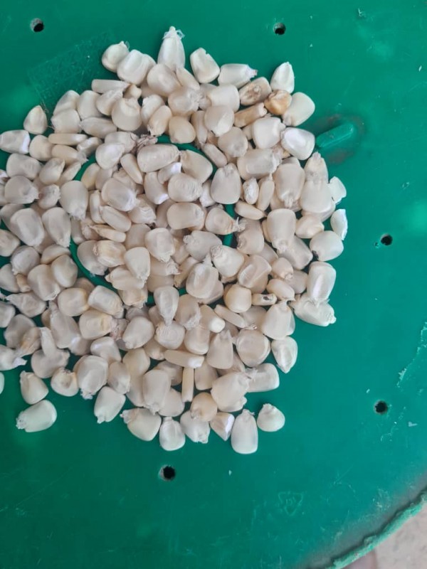 White Maize from Tanzania